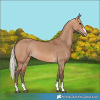 Horse Color:Silver Bay Dun 