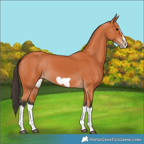 Horse Color:Bay Splash Frame 