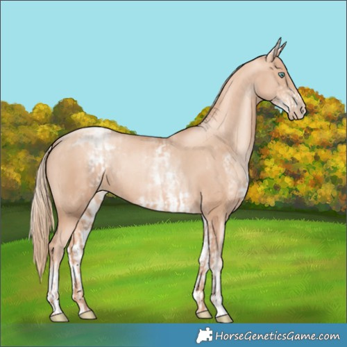 Horse Color:Gold Champagne Pearl Rabicano  and White Spotted Gold Champagne Pearl Rabicano 