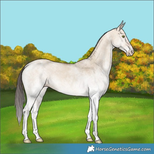 Horse Color:White Spotted Sable Champagne Dun Rabicano 