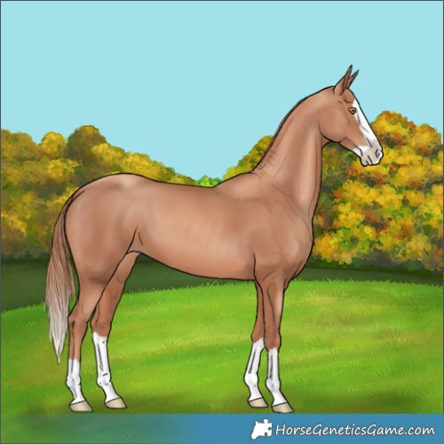 Horse Color:Gold Champagne Splash 