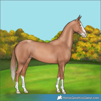 Horse Color:Gold Champagne Splash 