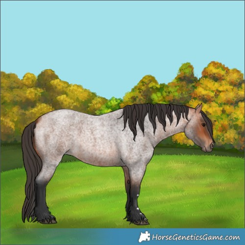 Horse Color:Bay Roan