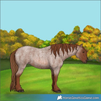 Horse Color:Red Roan 