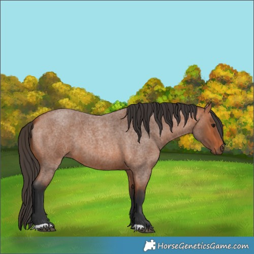 Horse Color:Unknown 