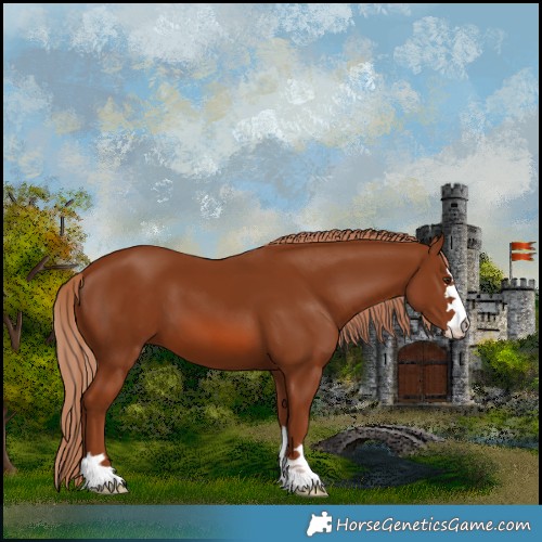 Horse Color:Chestnut 