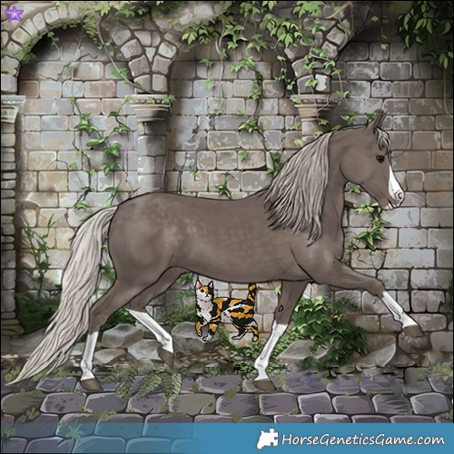 Horse Color:Silver Black Splash 