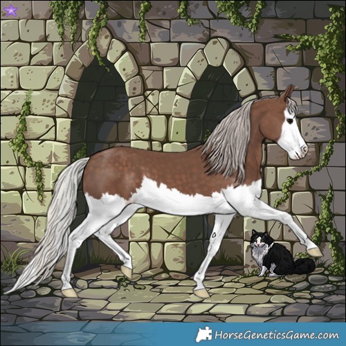 Horse Color:Silver Black Splash