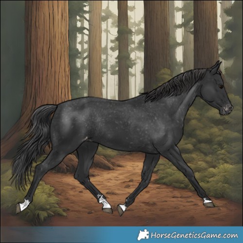 Horse Color:Black Appaloosa Rabicano 