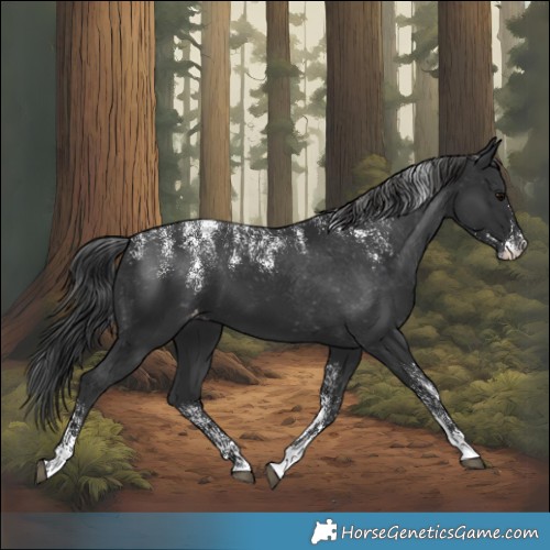 Horse Color:Powder White Black Appaloosa