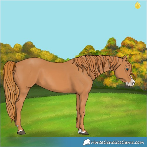 Horse Color:Chestnut Splash 