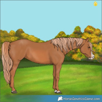 Horse Color:Chestnut Splash 