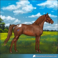 Horse Color:Chestnut Appaloosa 