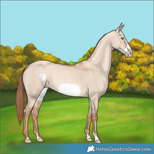 Horse Color:Gold Champagne Dun Frame Rabicano 