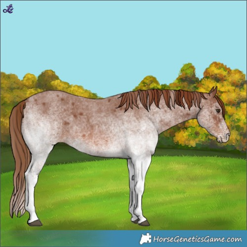 Horse Color:White Spotted Red Roan