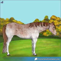 Horse Color:White Spotted Red Roan 