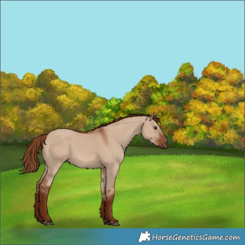 Horse Color:Red Dun