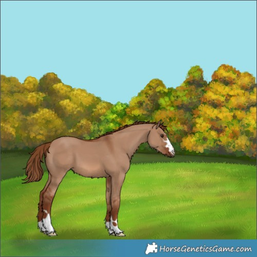 Horse Color:Red Dun 