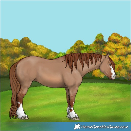 Horse Color:Red Dun