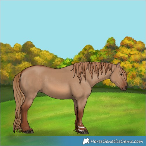 Horse Color:Red Dun 