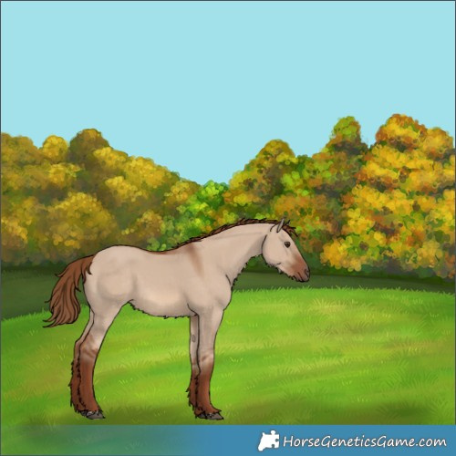 Horse Color:Red Dun 