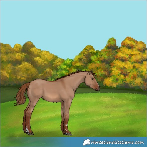 Horse Color:Red Dun 