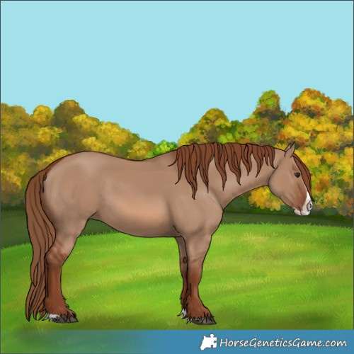 Horse Color:Red Dun Splash