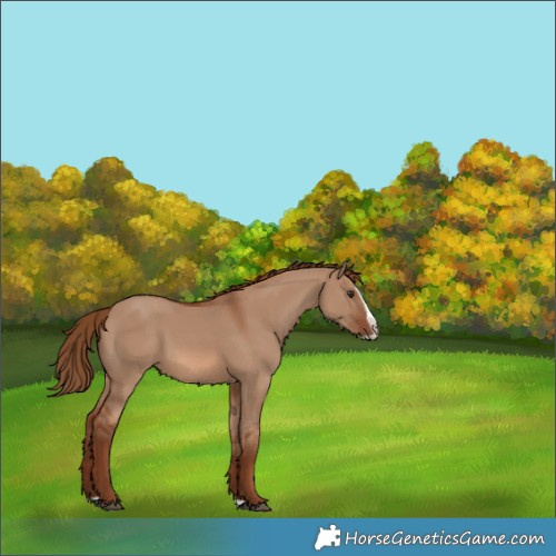 Horse Color:Red Dun Splash 