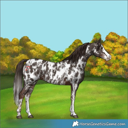 Horse Color:Liver Chestnut Sabino Splash Appaloosa  and Liver Chestnut Sabino Splash Appaloosa 