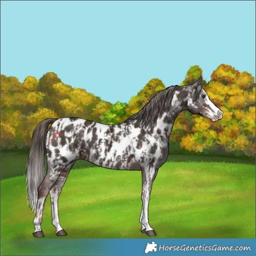Horse Color:Liver Chestnut Sabino Splash Near Leopard and Liver Chestnut Sabino Splash Near Leopard