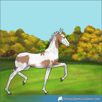Horse Color:White Spotted Red Dun Rabicano  and White Spotted Red Dun Rabicano 