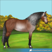 Horse Color:Gray Bay 