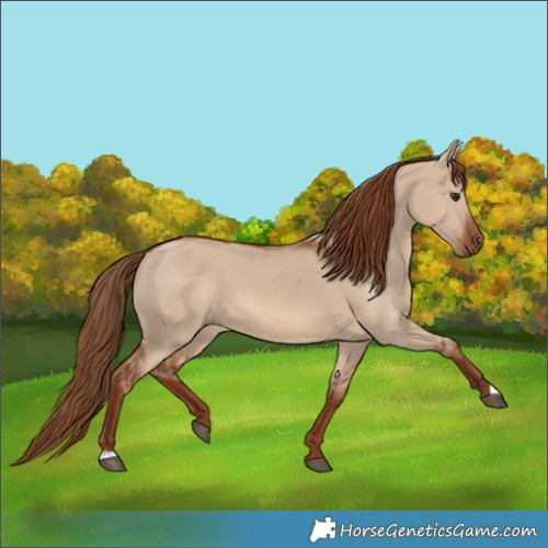 Horse Color:Red Dun