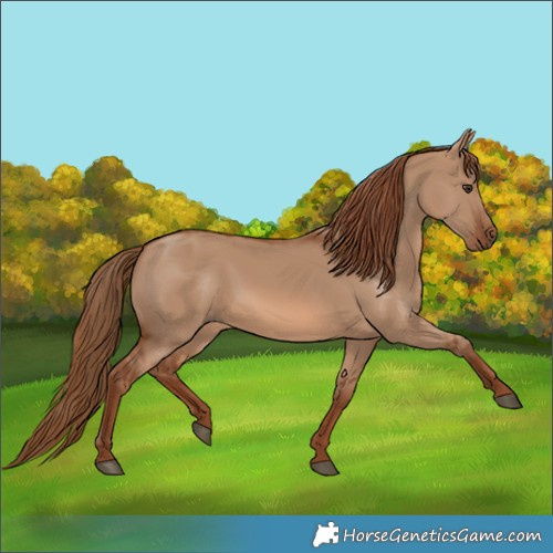 Horse Color:Red Dun 