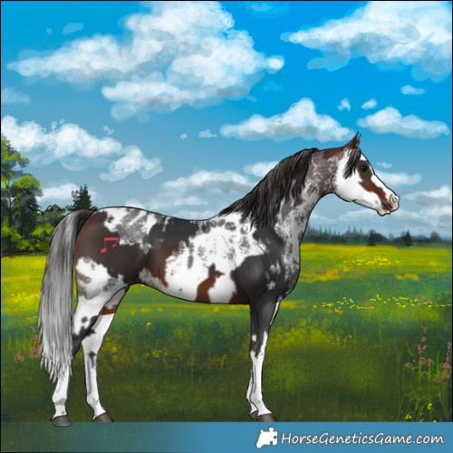 Horse Color:Brown Sabino Splash  and Brown Sabino Splash Near Leopard 