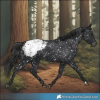 Horse Color:Black Appaloosa Rabicano 