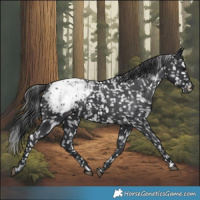 Horse Color:Black Blanket Rabicano 