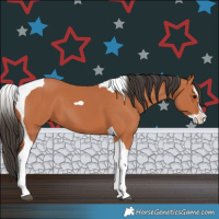 Horse Color:Bay Splash Tobiano 