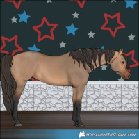 Horse Color:Bay Dun 