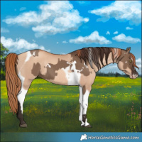 Horse Color:White Spotted Liver Red Dun Rabicano and Gold Champagne Dun Tobiano Rabicano