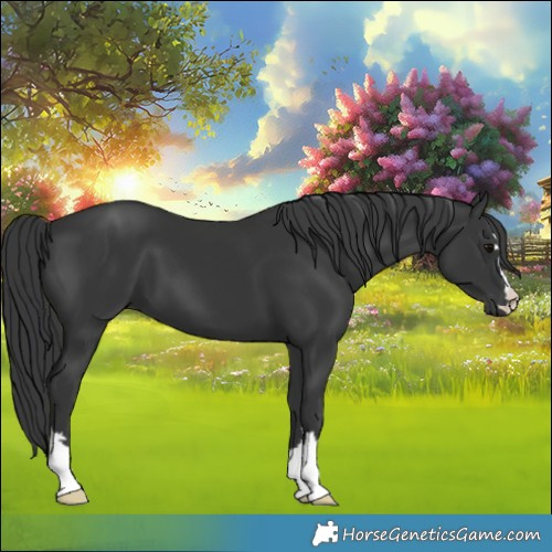 Horse Color:Black 