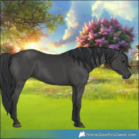 Horse Color:Black 
