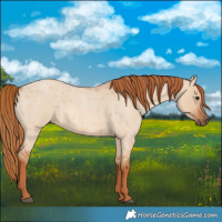 Horse Color:Red Dun Roan 