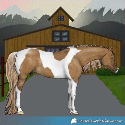 Horse Color:Pseudo Chocolate Palomino Dun Tobiano 