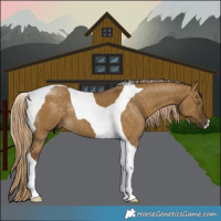 Horse Color:Pseudo Chocolate Palomino Dun Tobiano