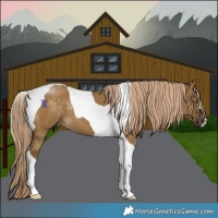 Horse Color:Pseudo Chocolate Palomino Dun Tobiano 