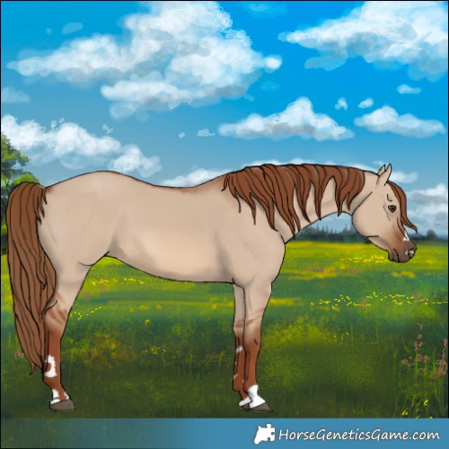 Horse Color:Red Dun 