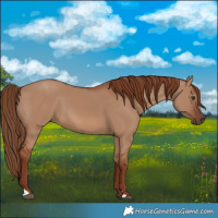 Horse Color:Red Dun 