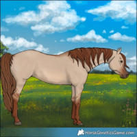 Horse Color:Red Dun 