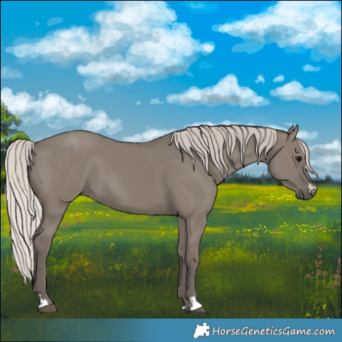 Horse Color:Silver Grullo 